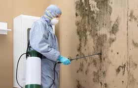 Best Environmental Consulting for Mold Prevention in USA